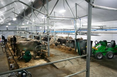 Мини-ферма: оснащение и особенности держания скота