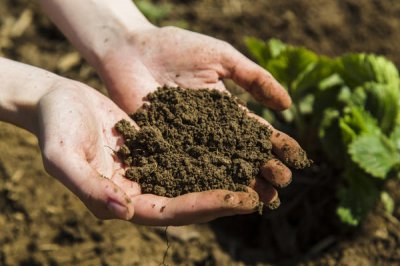 Что такое и зачем нужны органические удобрения?